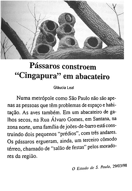 IMAGEM DE NINHO DE PASSARO.png